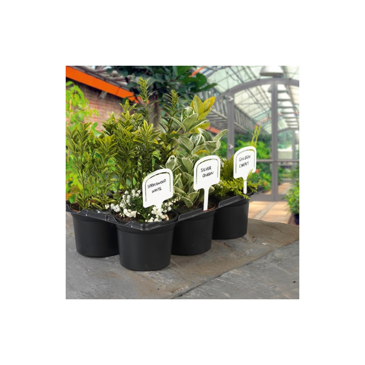 T shaped plant labels